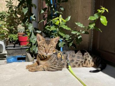 Drogo Spark - Savannah - Gallery Photo #1