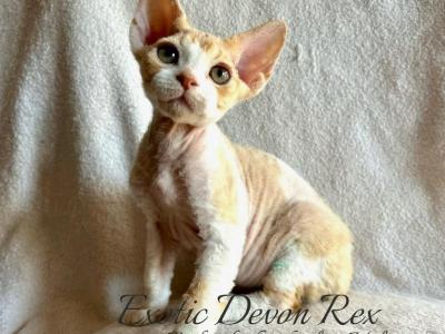 Devon Rex - Devon Rex - Gallery Photo #1
