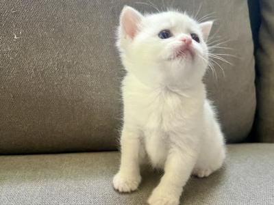 Saya - British Shorthair - Gallery Photo #1