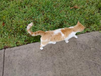 Rusty - Domestic - Gallery Photo #1