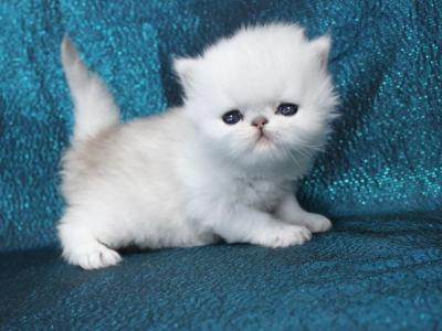 Chinchilla Silvers - Persian - Gallery Photo #1