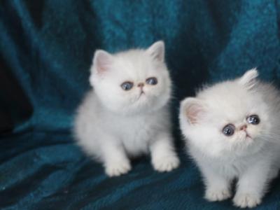 Exotic Shorthair - Exotic - Gallery Photo #1