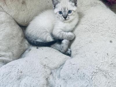 Teddy - Siamese - Gallery Photo #1