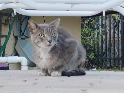 Sterling - Domestic - Gallery Photo #1