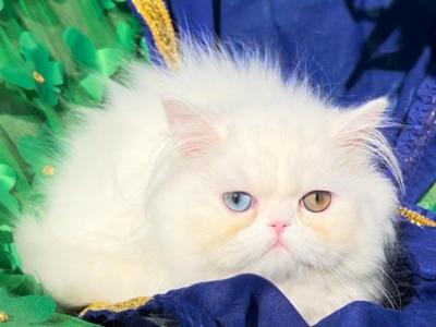 CFA Registered White Dollface Persian Female - Persian - Gallery Photo #1