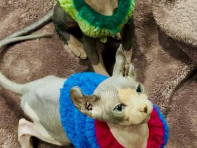 Availalble Now Purebred Sphynx Kittens - Sphynx - Gallery Photo #1