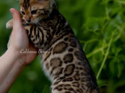Sassy - Bengal - Gallery Photo #1