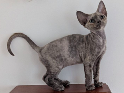 Nika - Devon Rex - Gallery Photo #1