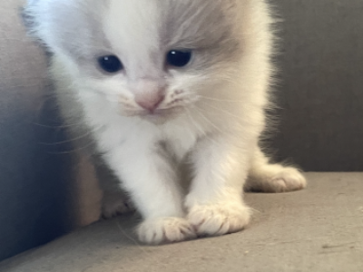 Callie - Ragdoll - Gallery Photo #1