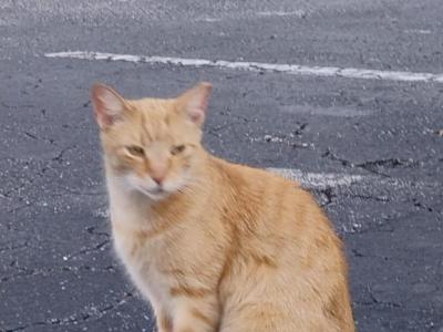 Kitty Buddy Buddy Girl - American Shorthair - Gallery Photo #1