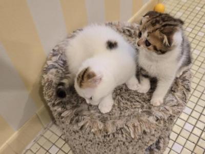 Jasmine's Litter - Scottish Fold - Gallery Photo #1