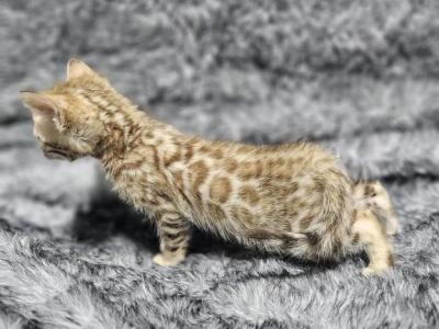 Spotsofbeauty - Bengal - Gallery Photo #1