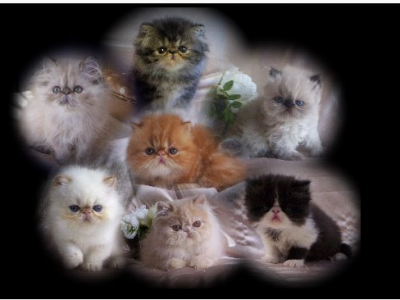 Sunshinezzz Persians & Himalayans - Persian - Gallery Photo #1