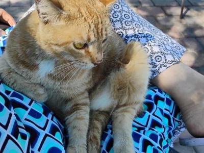 Sesame CatKat - American Shorthair - Gallery Photo #1