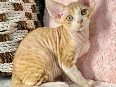Romeo - Devon Rex - Gallery Photo #1