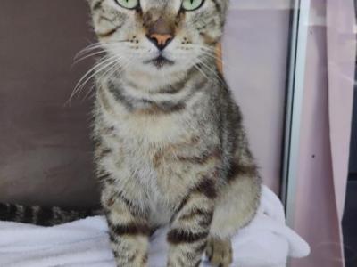 Michael - American Shorthair - Gallery Photo #1