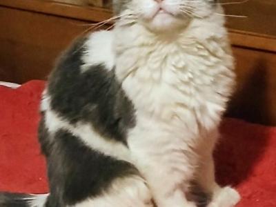 Misty Poly - Maine Coon - Gallery Photo #1