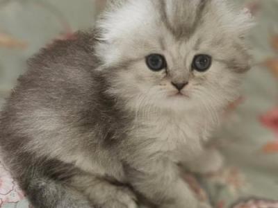 LUXURY SCOTTISH FOLDS - Scottish Fold - Gallery Photo #1