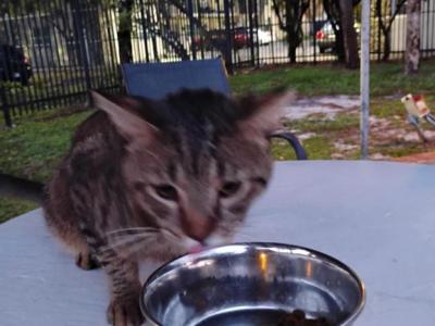 Puppie - American Shorthair - Gallery Photo #1