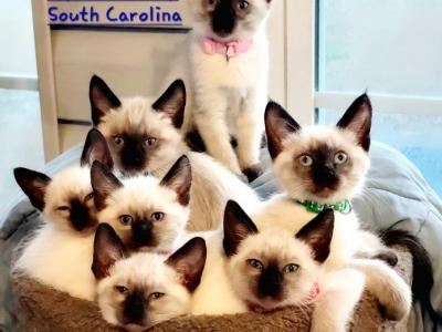 LunaNeraCattery - Siamese - Gallery Photo #1