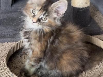 Polydactyl Maine Coon Kittens - Polydactyl - Gallery Photo #1
