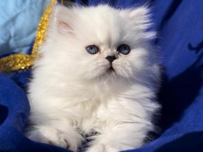 Beautiful Silver Shaded Chinchilla Dollface Female - Persian - Gallery Photo #1