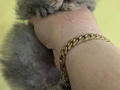 Multiple Persian Litters - Persian - Gallery Photo #1