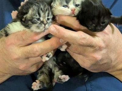 Multiple Persian Litters Available - Persian - Gallery Photo #1