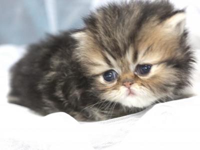 Golden Female - Persian - Gallery Photo #1