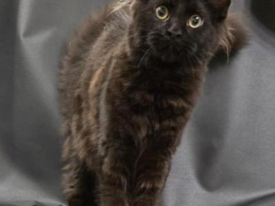 Ulanda - Maine Coon - Gallery Photo #1