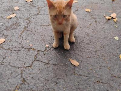 Mister Mustard - American Shorthair - Gallery Photo #1
