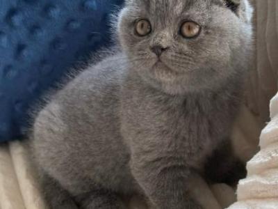 Scottish NY Stephan - Scottish Fold - Gallery Photo #1