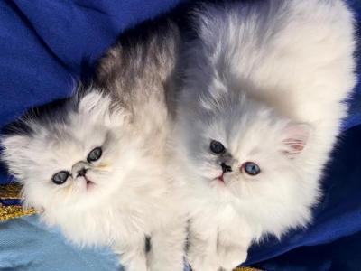 Silver Shaded Chinchilla Dollface Male - Persian - Gallery Photo #1
