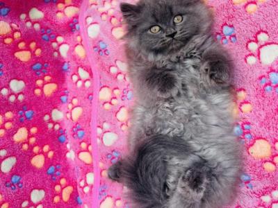 Pepper & Wooly's Ragamuffins - Ragamuffin - Gallery Photo #1