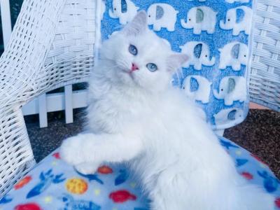 White Pagamuffins Of Jasmine & King Puff - Ragamuffin - Gallery Photo #1