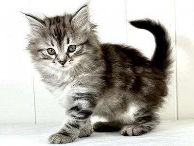 Siberian Kitten Sugar - Siberian - Gallery Photo #1