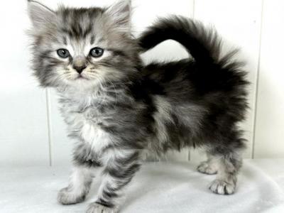 Siberian Kitten Travis - Siberian - Gallery Photo #1