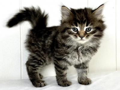 Siberian Kitten Tyler - Siberian - Gallery Photo #1