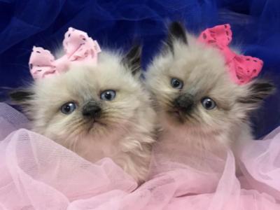 Persian Himalayan Kittens 4 Sale Khloe's Kittens - Persian - Gallery Photo #1