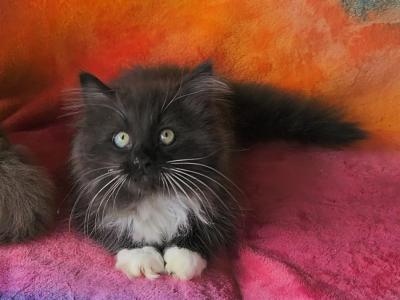 Oreo - Munchkin - Gallery Photo #1