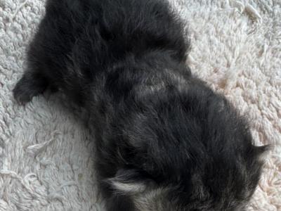 Celestial Tiger - Persian - Gallery Photo #1