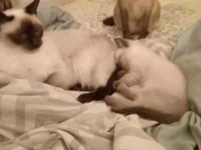 Mai Tai And Minka - Siamese - Gallery Photo #1