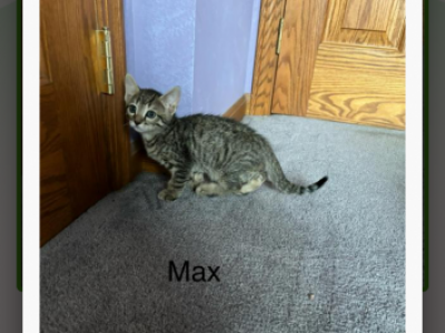 Bengal Russian Blue Mix - Bengal - Gallery Photo #1