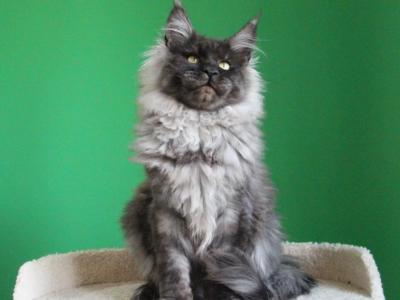 Bagration - Maine Coon - Gallery Photo #1