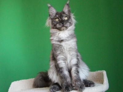 Puma - Maine Coon - Gallery Photo #1