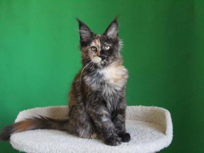 Shanya - Maine Coon - Gallery Photo #1