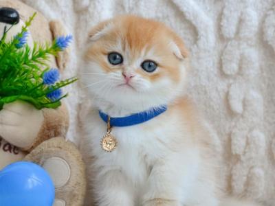 Apollo Scottish Fold Male Black Golden Chinchilla - Scottish Fold - Gallery Photo #1