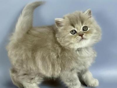 Kukla British Longhair Female Lilac - British Shorthair - Gallery Photo #1