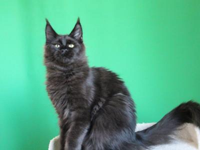 Baloo - Maine Coon - Gallery Photo #1