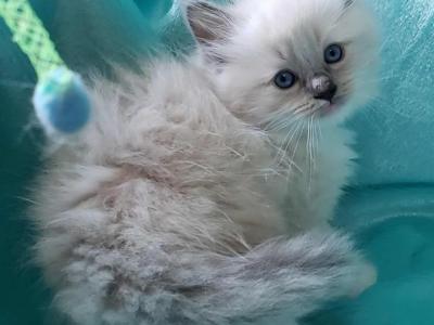 Blue - Ragdoll - Gallery Photo #1